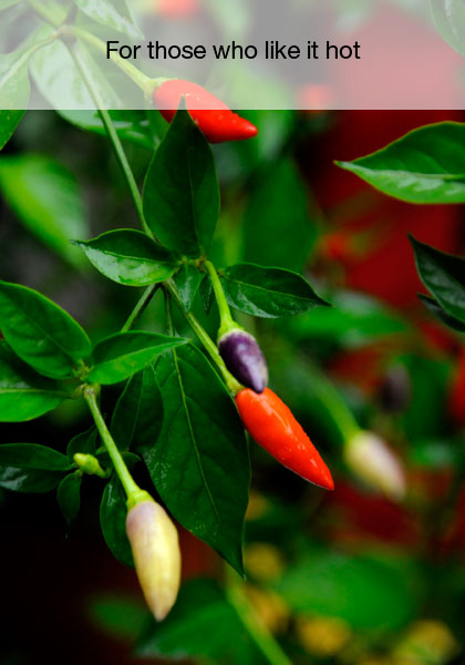 Chilli Lovers Fair, Friday 7th October, Festival Hub