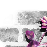 Live Music at the Hub - Stone Flowers 