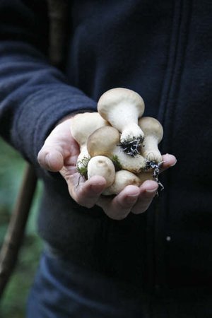 Fungi Foray with Jesper Launder